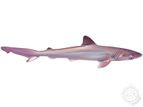 Atlantic Sharpnose Shark